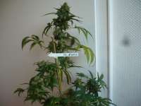 Imagen de merlin (Northern Lights Nr5 X Haze)