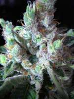 Imagen de rumo1 (Northern Lights Nr5 X Haze)