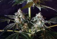 Sensi Seeds Northern Lights - foto de hoppmann