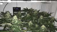 Sensi Seeds Northern Lights - foto de Bastirust147