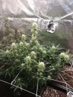 Imagen de Watcheck (Pineapple Kush Cake Automatic)