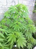 Sensi Seeds Ruderalis Indica - foto de hemp47