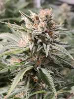 Sensi Seeds Sensi #1318 CBD - foto de papillon