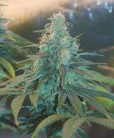 Sensi Seeds Sensi #140 - foto de seramisgrower