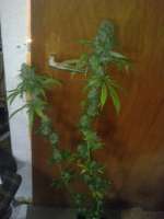 Sensi Seeds Shiva Shanti - foto de Beatnick