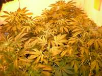 Imagen de hemp47 (Shiva Skunk)