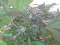 Imagen de KiefKingdom (Silver Haze Nr9)