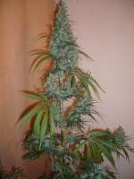 Imagen de merlin (Silver Haze Nr9)