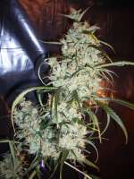 Imagen de merlin (Silver Haze Nr9)