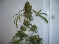 Imagen de merlin (Silver Haze Nr9)