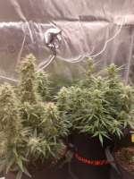 Sensi Seeds Sticky Orange XXL Automatic - foto de Watcheck