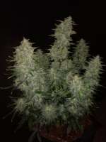 Sensi Seeds Sticky Orange XXL Automatic - foto de Watcheck