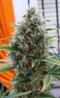 Imagen de ElSuizo (Super Skunk)