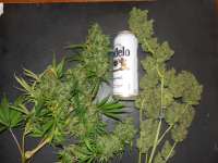 Sensi Seeds Super Skunk Automatic - foto de NateNobody