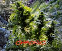 Imagen de Farma (Chronic)