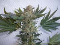 Imagen de merlin (Serious Kush)