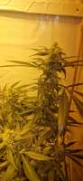 Serious Seeds White Russian - foto de Weed420Haze