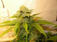 Imagen de hemp47 (White Russian)