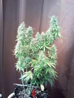 Serious Seeds White Russian Autoflowering #1 - foto de sunny2