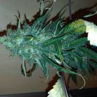 Shaman Genetics Marley's Tribute - foto de Hashpapy