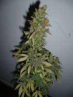 Shaman Genetics UK Cheese - foto de campimist