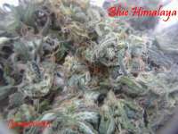 Short Stuff Seedbank Blue Himalaya - foto de Gingerninja