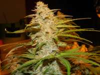 Imagen de frankfaux (Himalaya Blue Diesel)