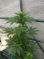 Short Stuff Seedbank Super Cali Haze - foto de DrAutoweed