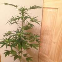 SickMeds Seeds William's Wonder - foto de MedicalMattAK