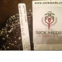 SickMeds Seeds William's Wonder - foto de MedicalMattAK