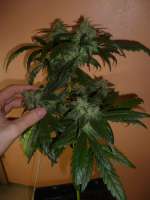 Sin City Seeds Alien Nightmare - foto de Pwyllpomone