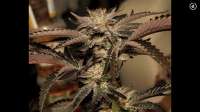 Sin City Seeds BlueLime Pie - foto de Mephisto66689