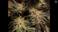 Sin City Seeds BlueLime Pie - foto de Mephisto66689