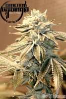 Sin City Seeds Blue Power - foto de mgpawn