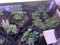 Sin City Seeds Gaslight - foto de juzjane916510420