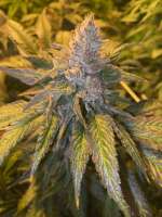 Sin City Seeds Orange Mojito - foto de MrGreenJean