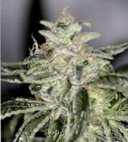 Sin City Seeds PetroleumNightmare - foto de admin