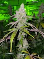 Sin City Seeds SinMint Cookies - foto de SAsince1794