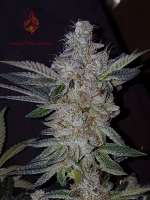 Sin City Seeds SinMint Cookies - foto de SeeyouNtea