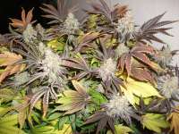 Sin City Seeds SinMint Cookies - foto de SinseMillaDK