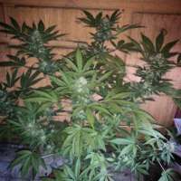 Sin City Seeds SourJefe - foto de OGchema