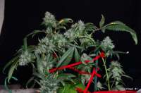 Sin City Seeds TruePower OG - foto de mgpawn