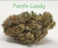 Smoke A Lot Seeds Purple Candy - foto de TheHappyChameleon