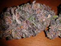 Smoke A Lot Seeds Purple Rain - foto de pieyees