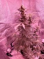 Smoke A Lot Seeds Super Silver Grape - foto de Dogpile