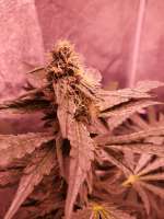 Smoke A Lot Seeds Super Silver Grape - foto de Dogpile