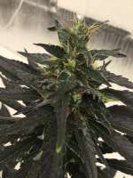 SnowHigh Seeds Devils Tit - foto de CaptainMonkeynuts