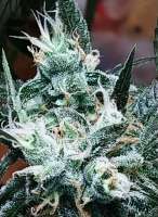 SnowHigh Seeds Thors Hammer IX - foto de JohnnyBIaze