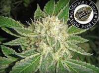 SoCal Seed Collective Double Platinum - foto de webdonkey