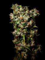 Imagen de Farma (Amnesia Haze)